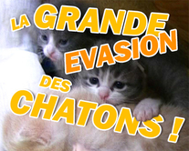 carte virtuelle mignons : La grande évasion des chatons